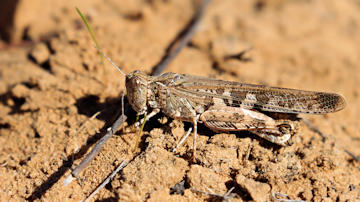 Wallpaper thumb: Australian Plague Locust